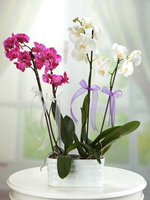 iftli Beyaz ve Pembe Orkide Birarada