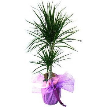 2 li marginata
